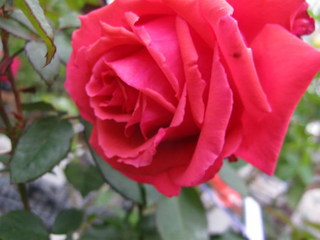 f:id:nekoatama:20111202185623j:image