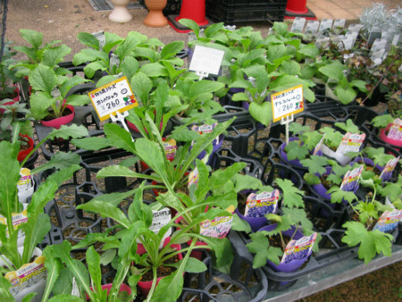 f:id:nekoatama:20111202190420j:image f:id:nekoatama:20111202190420j:image