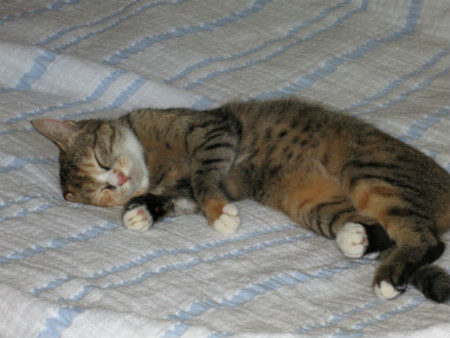 f:id:nekoatama:20120826150123j:image