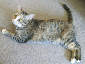 f:id:nekoatama:20120826151041j:image