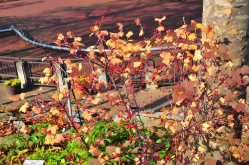 f:id:nekoatama:20131206081253j:image