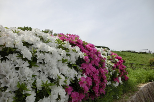 f:id:nekoatama:20140508092616j:plain f:id:nekoatama:20140508092616j:plain