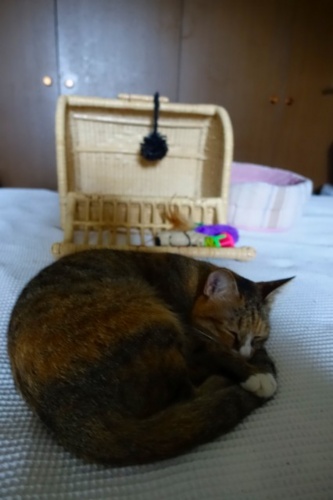 f:id:nekoatama:20150908210444j:image