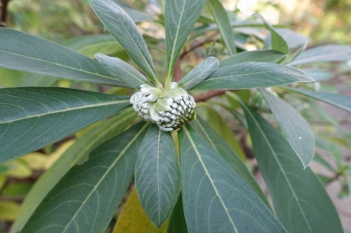 f:id:nekoatama:20161126202246j:image