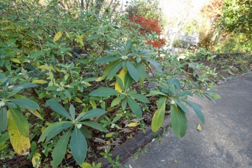 f:id:nekoatama:20161126202247j:image