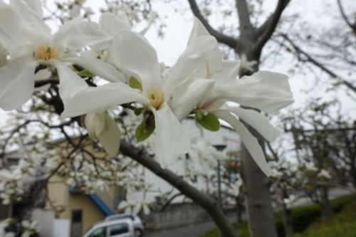 f:id:nekoatama:20170406174129j:image f:id:nekoatama:20170406174129j:image