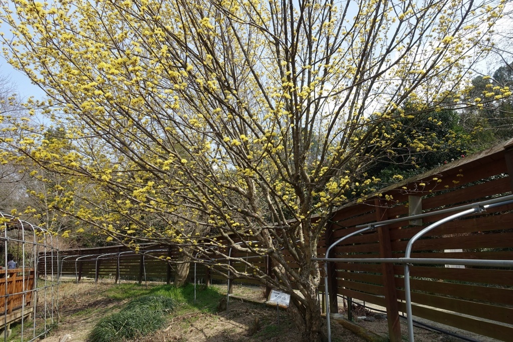 f:id:nekoatama:20180316215740j:plain