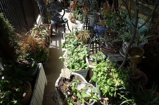 f:id:nekoatama:20180318171711j:plain