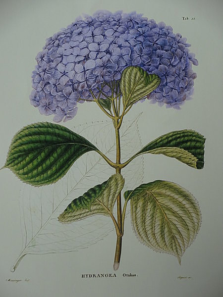 f:id:nekoatama:20180709091714p:plain f:id:nekoatama:20180709091714p:plain