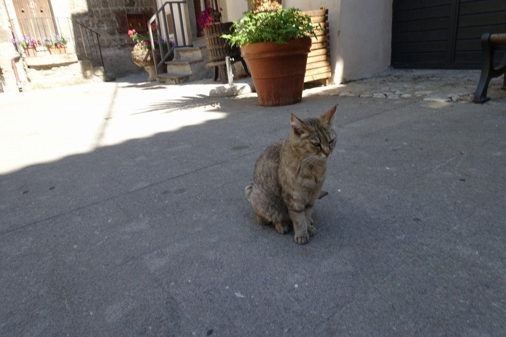 f:id:nekoatama:20200529214458j:plain