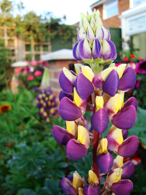 https://upload.wikimedia.org/wikipedia/en/f/fa/Lupinus_polyphyllus_hybrid.png