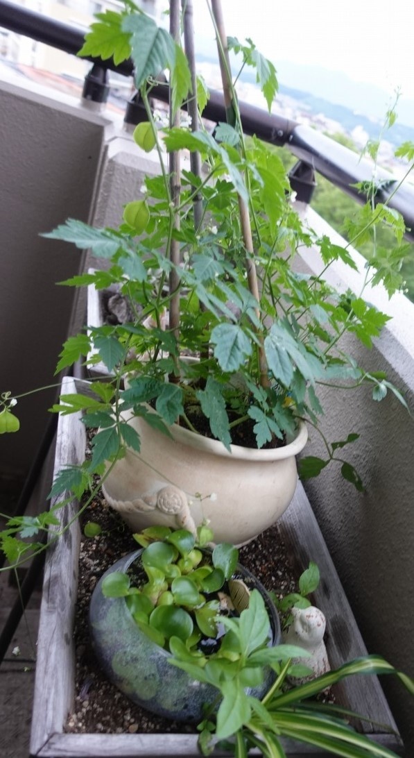 f:id:nekoatama:20210713055120j:plain