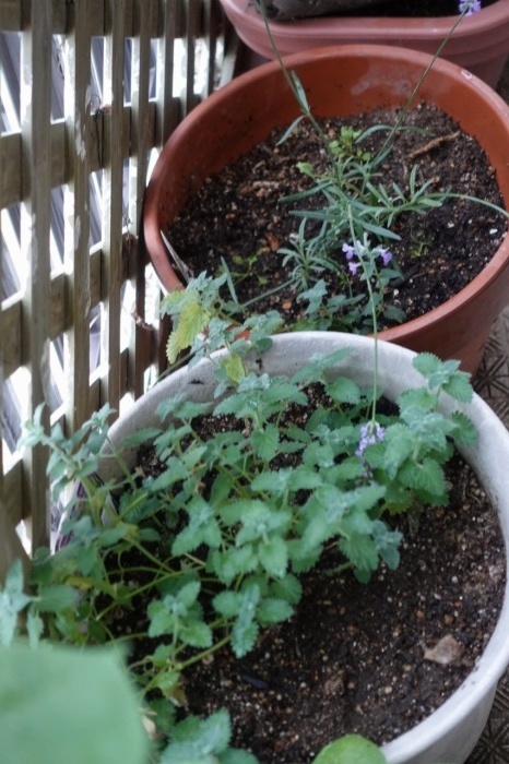 f:id:nekoatama:20210713060430j:plain