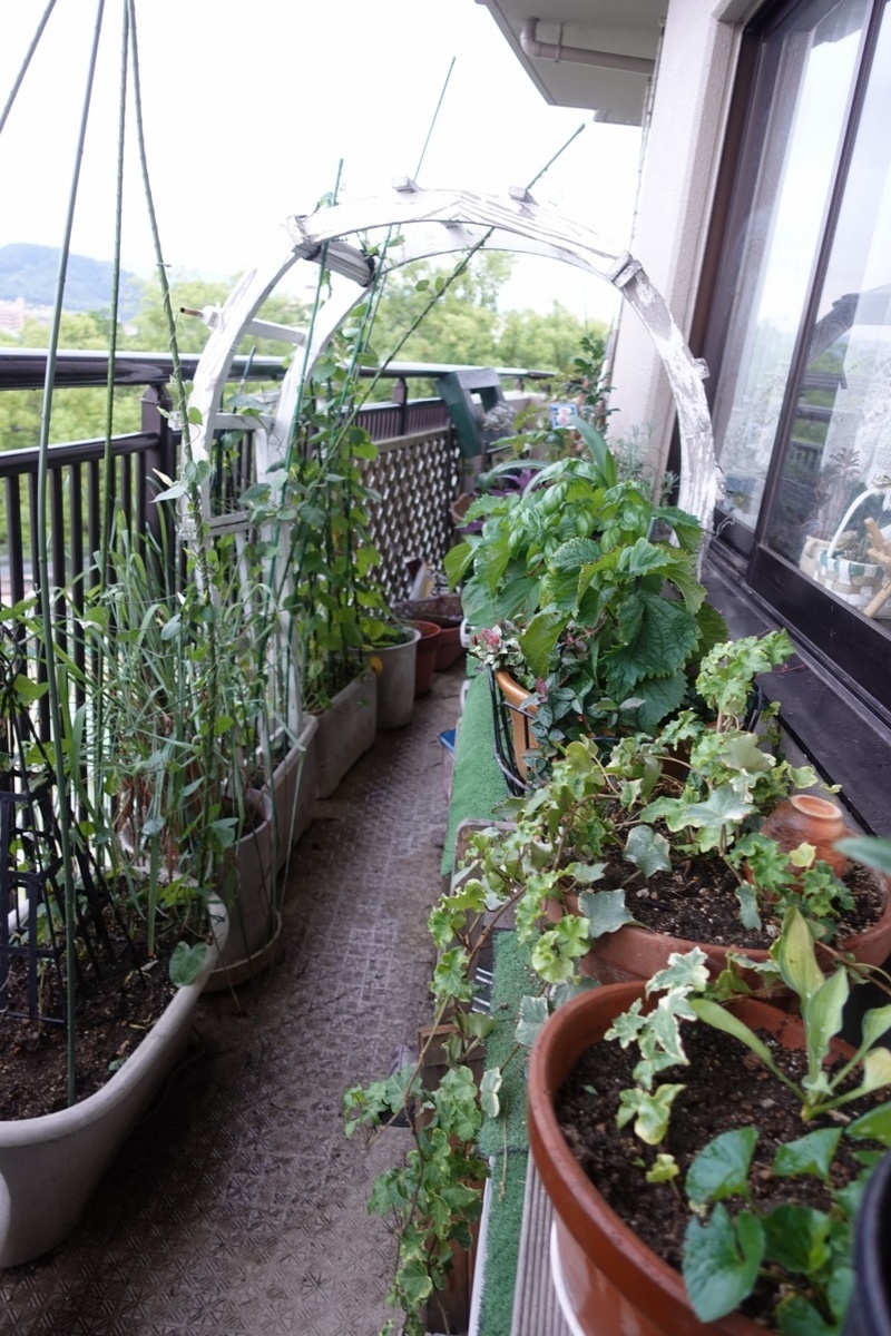 f:id:nekoatama:20210713060818j:plain