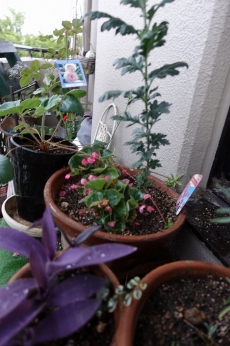 f:id:nekoatama:20210713060915j:plain