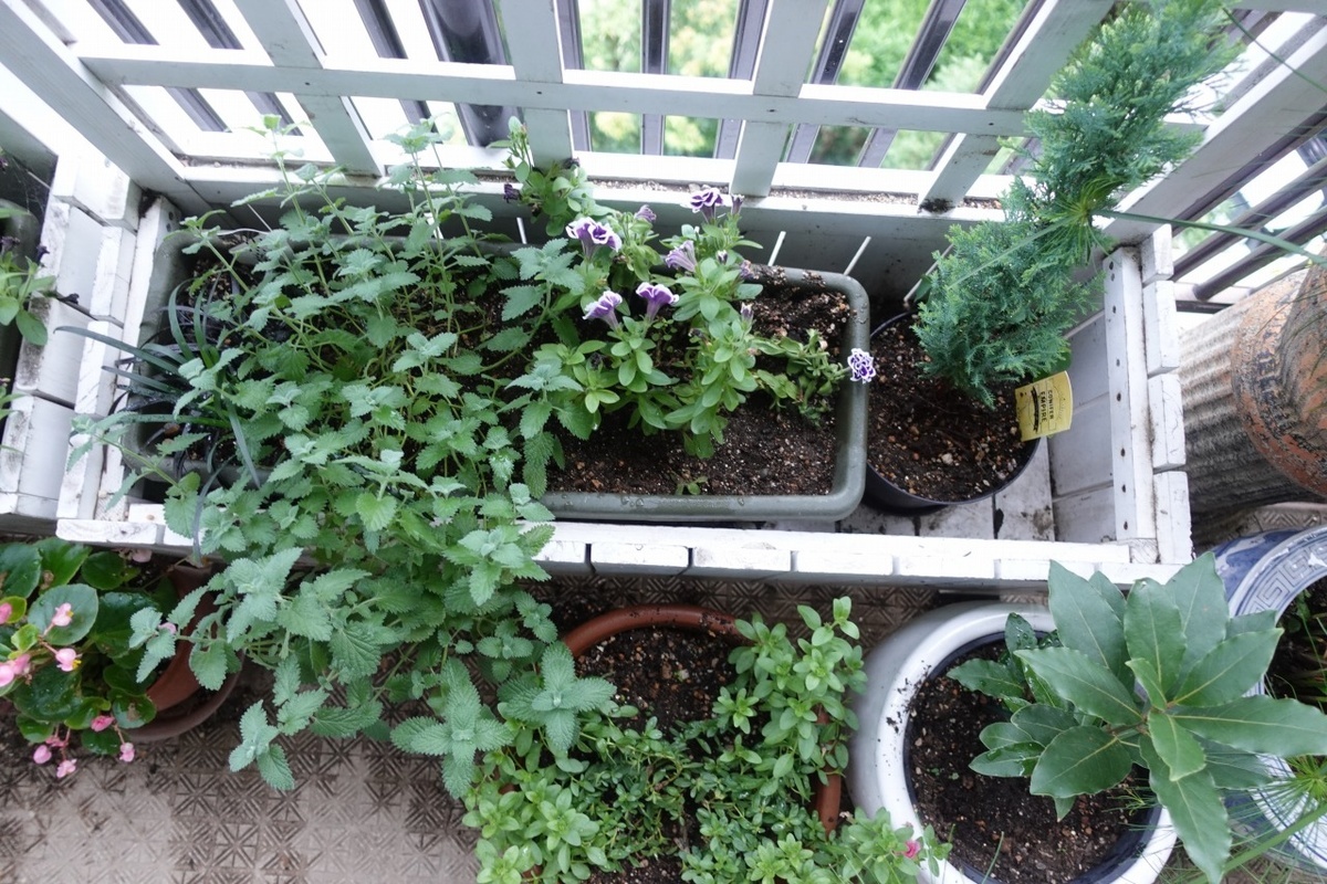 f:id:nekoatama:20210713061324j:plain