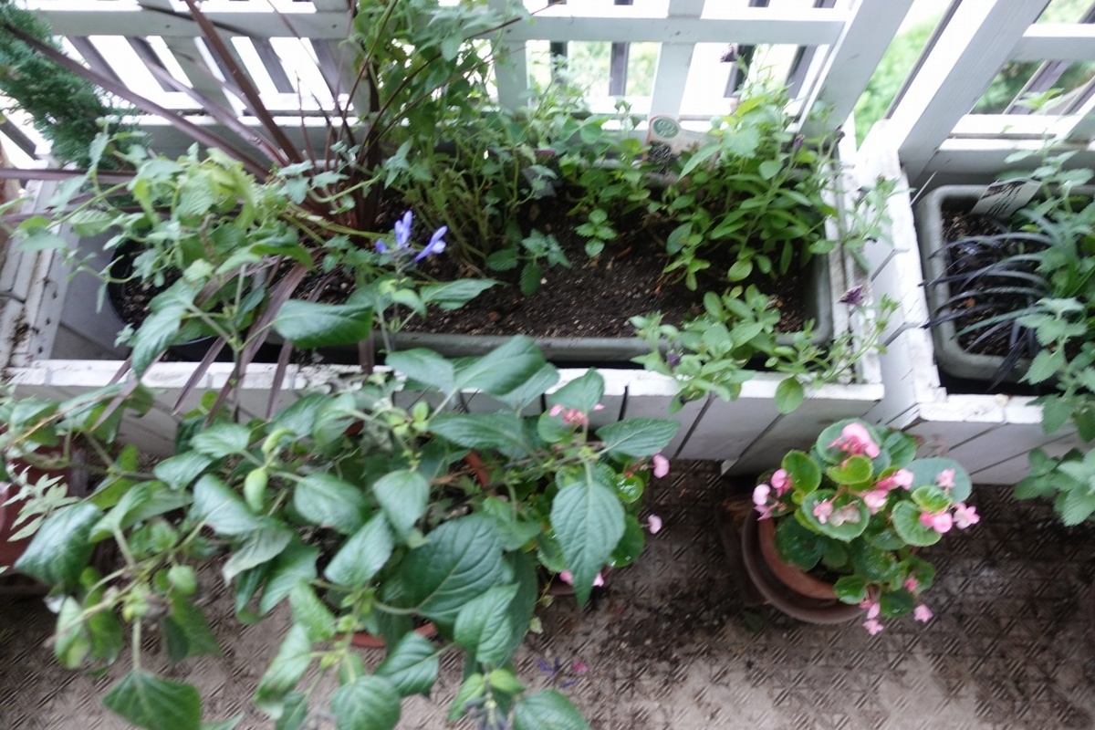 f:id:nekoatama:20210713061444j:plain