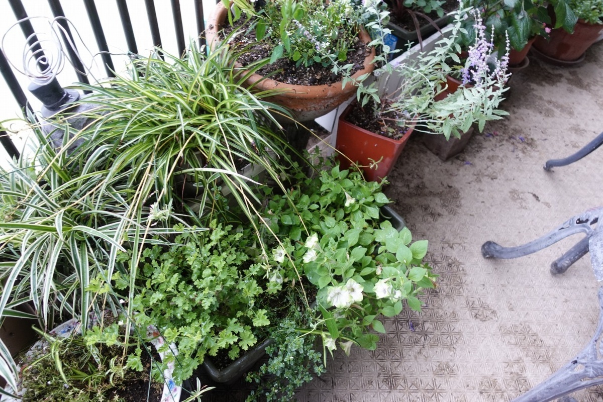 f:id:nekoatama:20210713061614j:plain