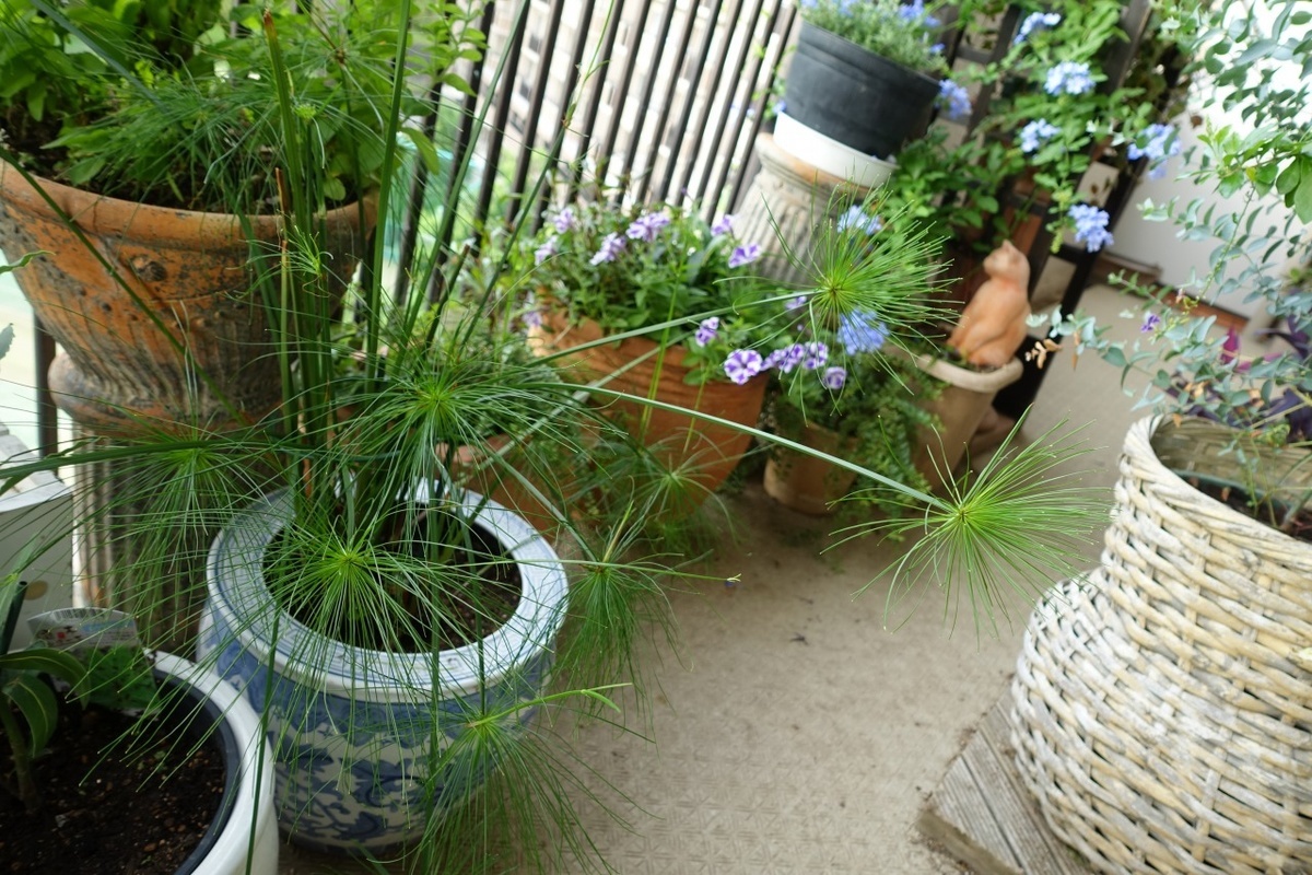 f:id:nekoatama:20210713072857j:plain