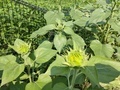 20260902075954