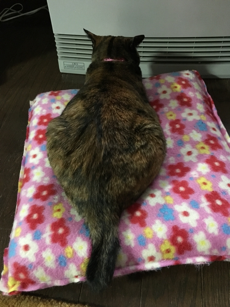f:id:nekobacafe:20170905135013j:plain