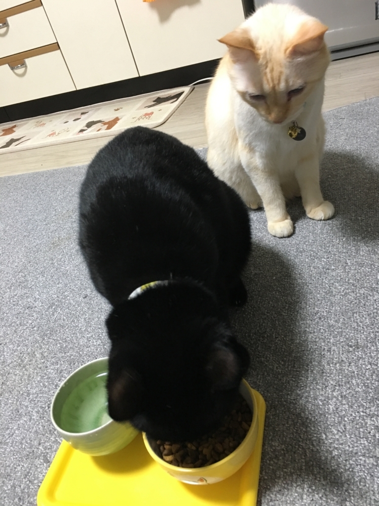 f:id:nekobacafe:20170919204733j:plain