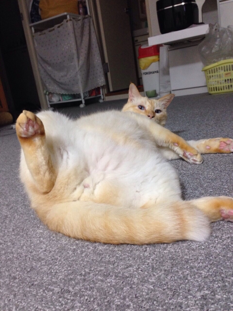 f:id:nekobacafe:20171212175329j:plain