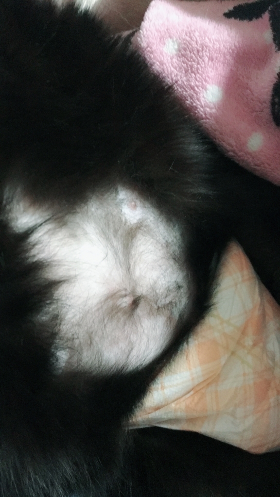 f:id:nekobacafe:20171215210654j:plain f:id:nekobacafe:20171215210654j:plain