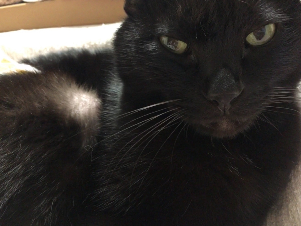 f:id:nekobacafe:20171215210955j:plain f:id:nekobacafe:20171215210955j:plain