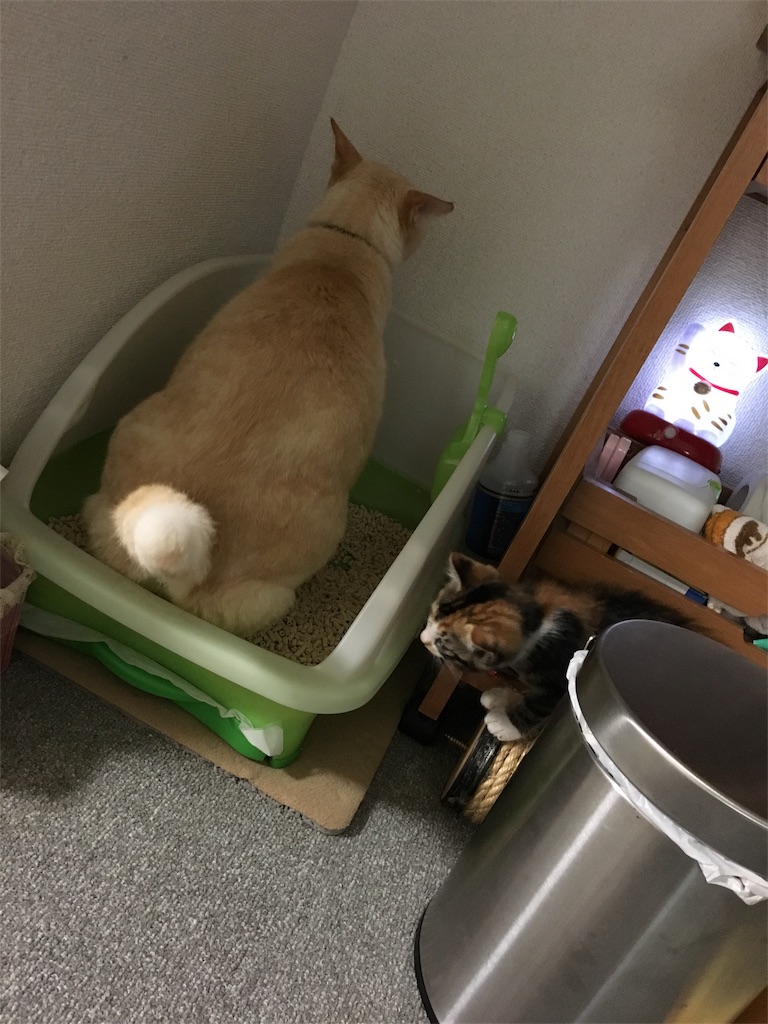 f:id:nekobacafe:20171230215614j:image