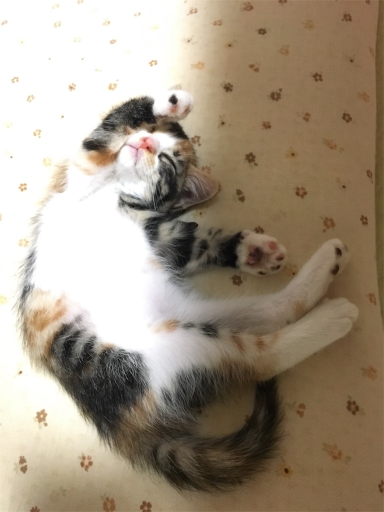 f:id:nekobacafe:20171230220621j:image