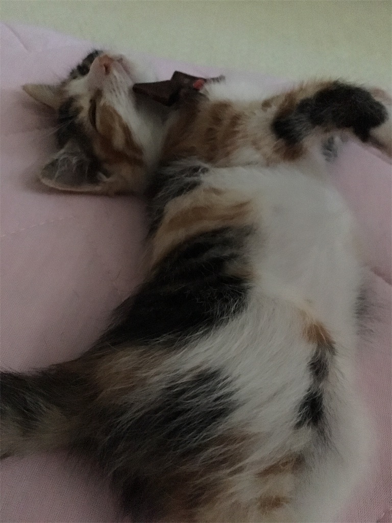 f:id:nekobacafe:20171230223931j:image
