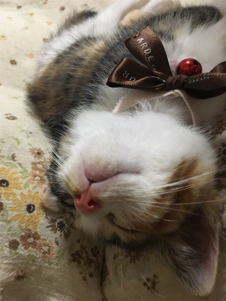 f:id:nekobacafe:20171230224416j:image