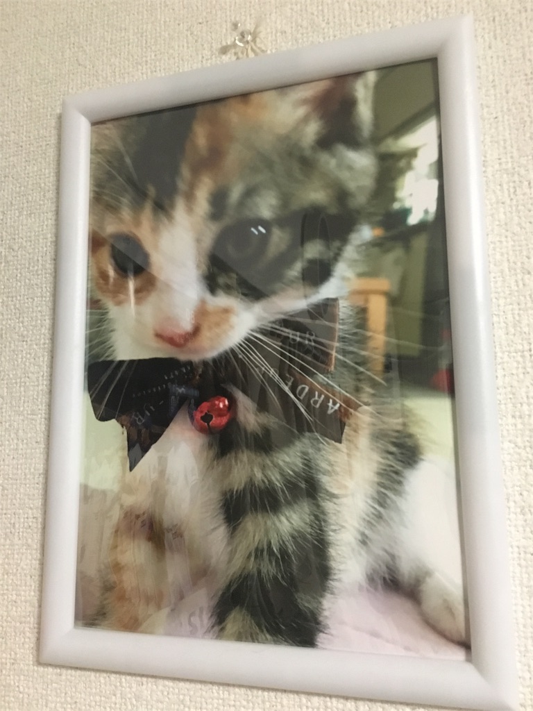f:id:nekobacafe:20171230225149j:image