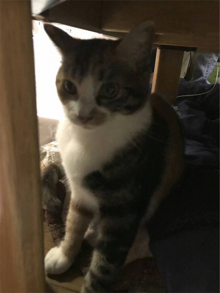 f:id:nekobacafe:20180103122139j:image