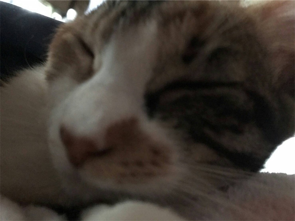 f:id:nekobacafe:20180103122155j:image