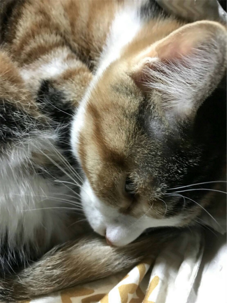 f:id:nekobacafe:20180103122212j:image