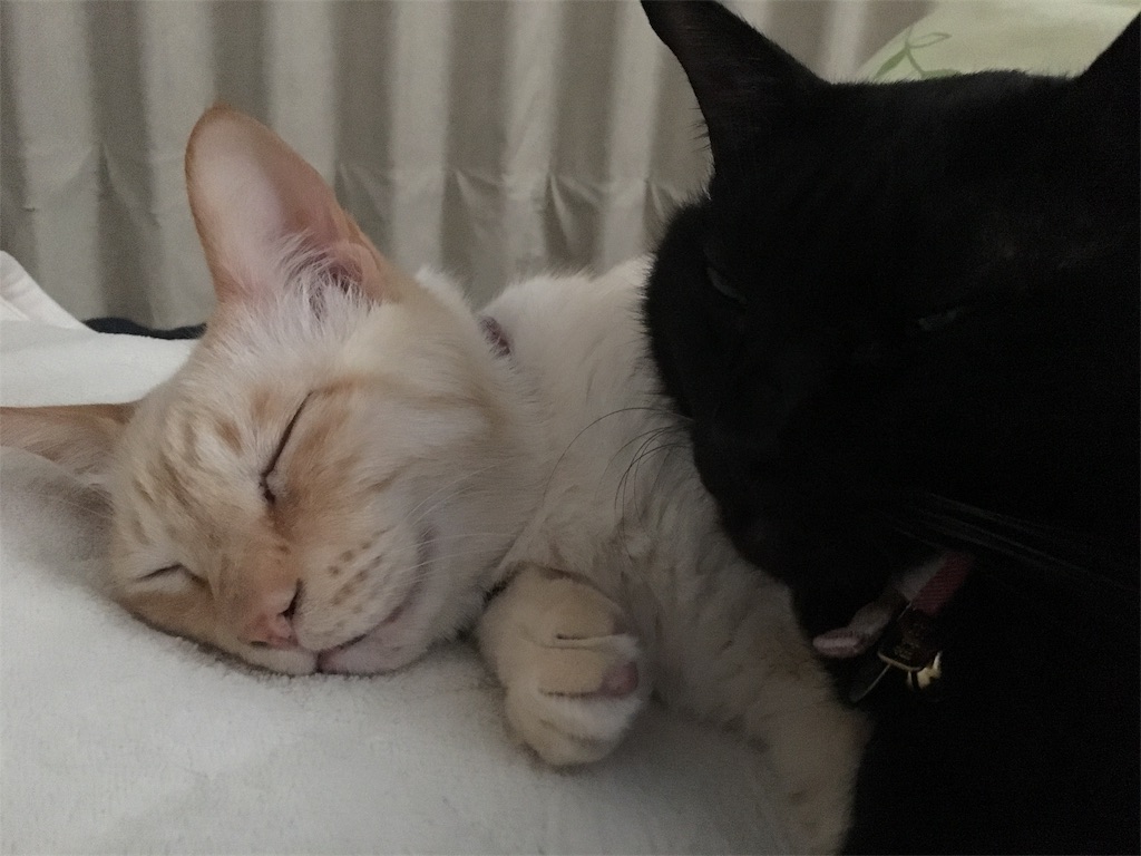 f:id:nekobacafe:20180104161722j:image