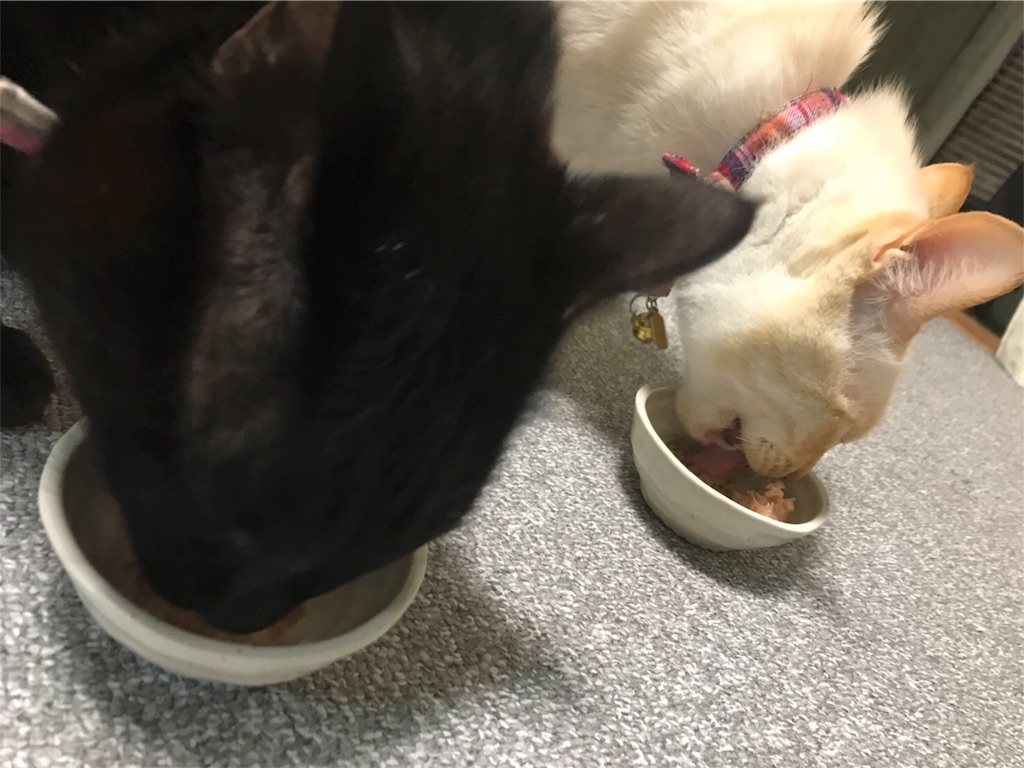 f:id:nekobacafe:20180114071046j:image