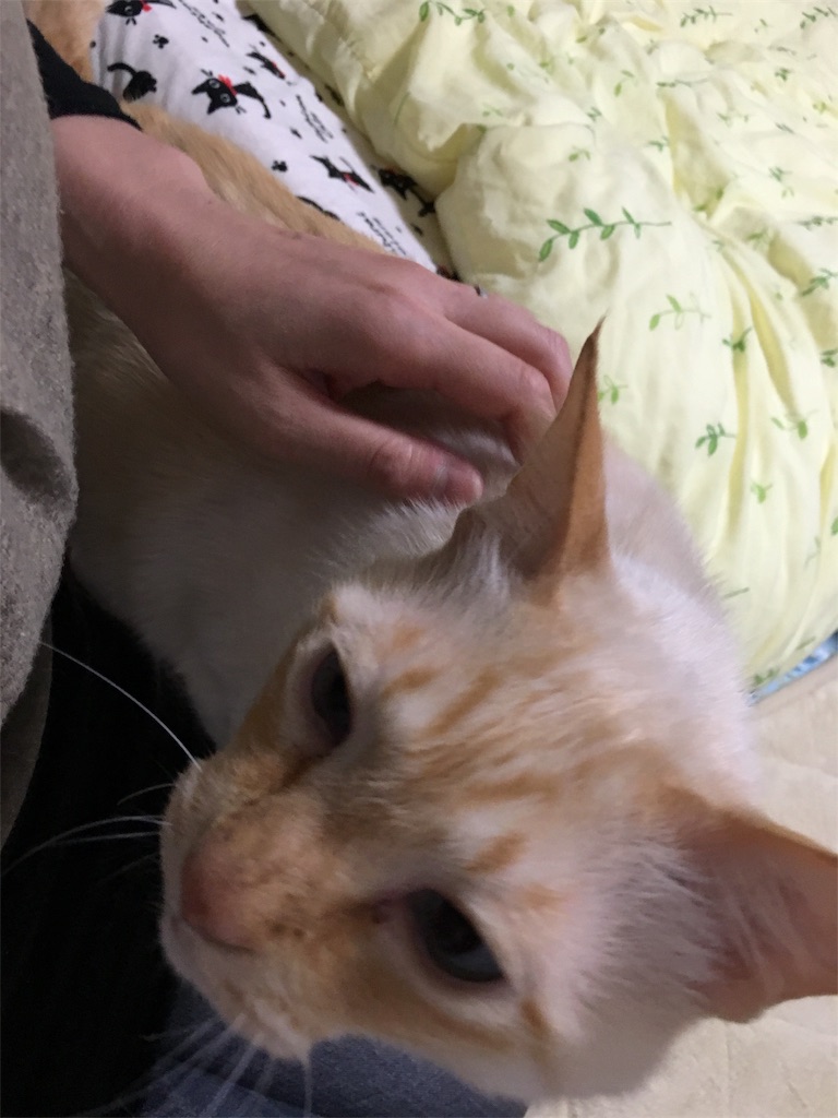 f:id:nekobacafe:20180114071903j:image