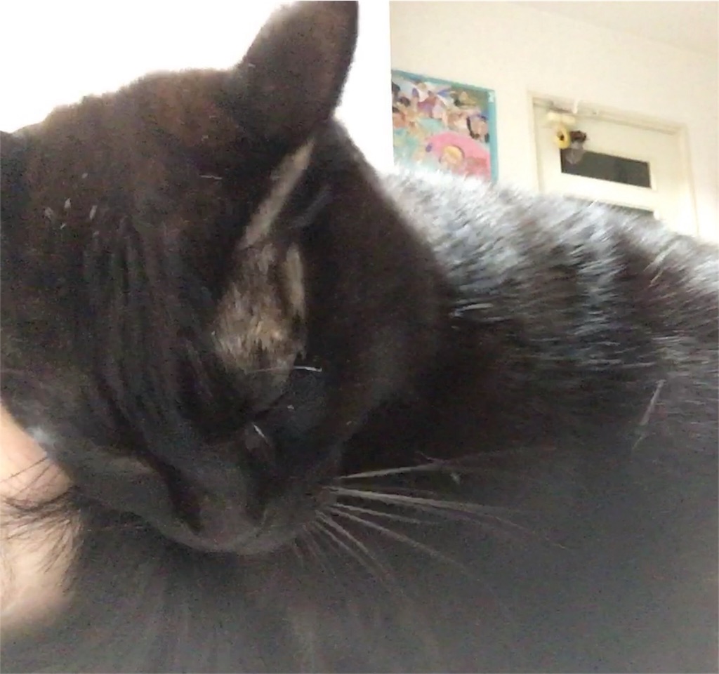 f:id:nekobacafe:20180116102046j:image
