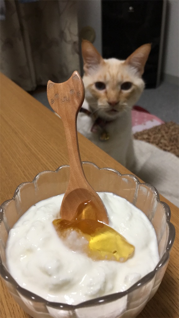 f:id:nekobacafe:20180116134750j:image