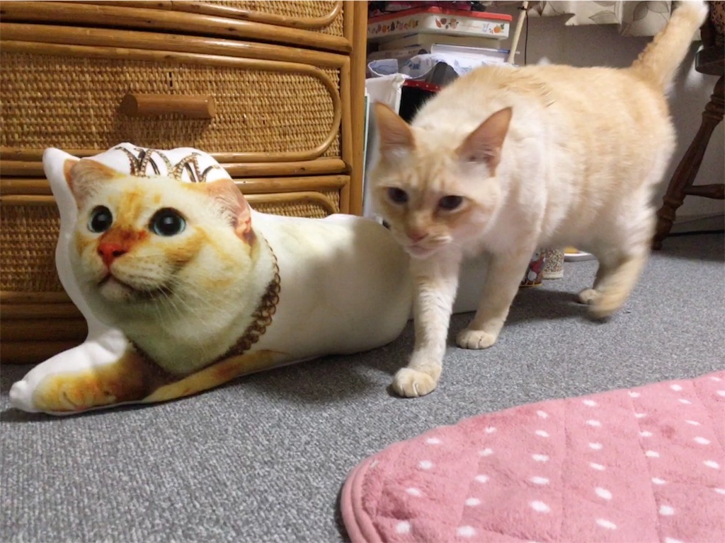 f:id:nekobacafe:20180120112642j:image