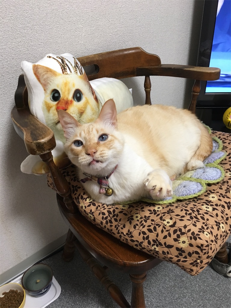 f:id:nekobacafe:20180120112654j:image
