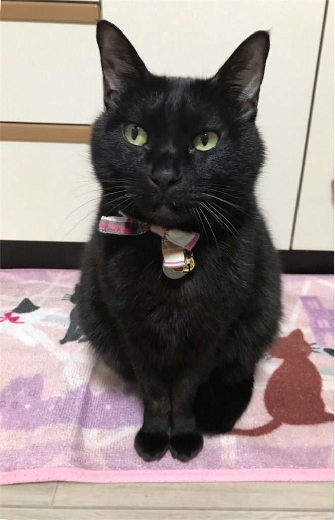 f:id:nekobacafe:20180126070344j:image f:id:nekobacafe:20180126070344j:image