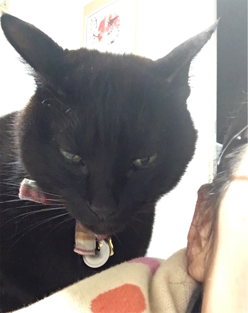 f:id:nekobacafe:20180126202611j:image