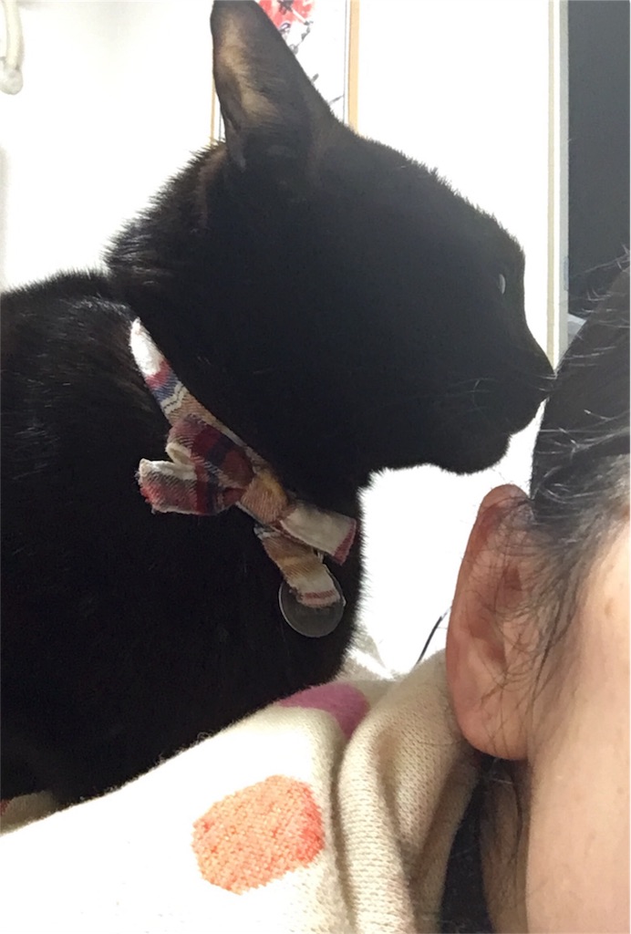 f:id:nekobacafe:20180126202616j:image