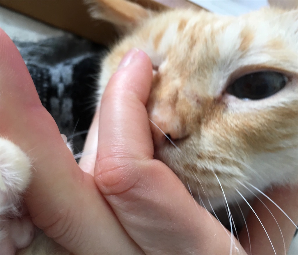 f:id:nekobacafe:20180317101510j:image