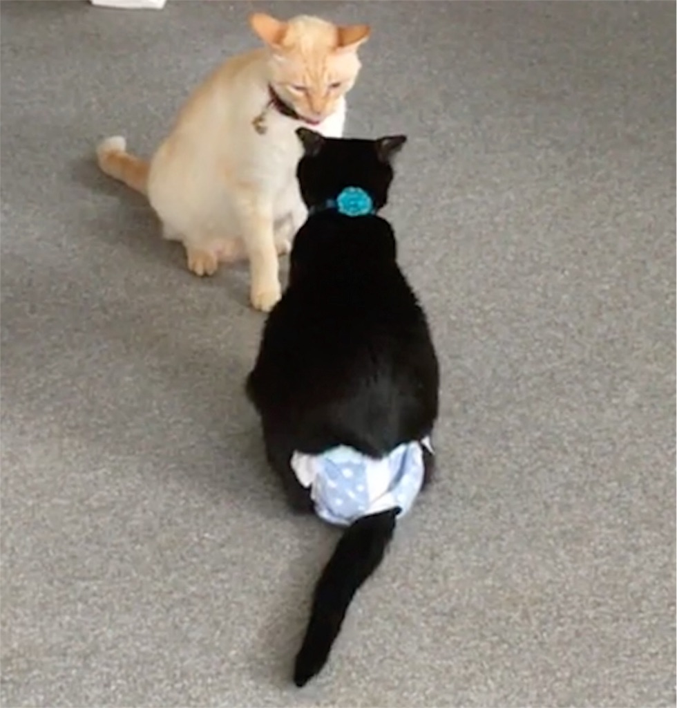 f:id:nekobacafe:20180318095636j:image