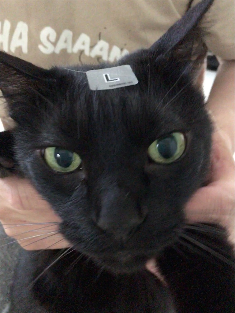 f:id:nekobacafe:20180428070110j:image f:id:nekobacafe:20180428070110j:image